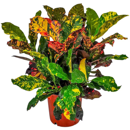 Croton Magnificent 3 gal.
