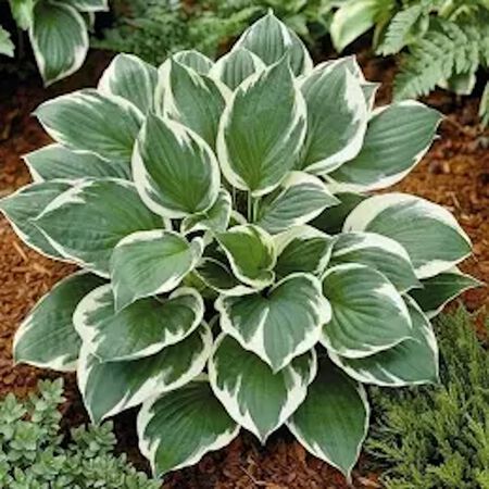 1 Gal. Hosta Assorted