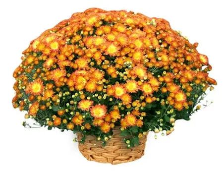 Mum 1/2 Bushel Basket