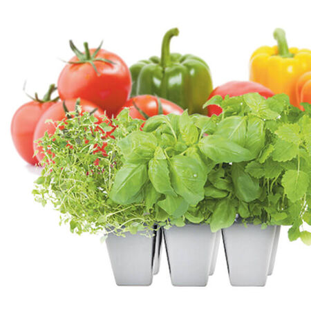 Bert Hybels Jumbo 6 Assorted Vegetables