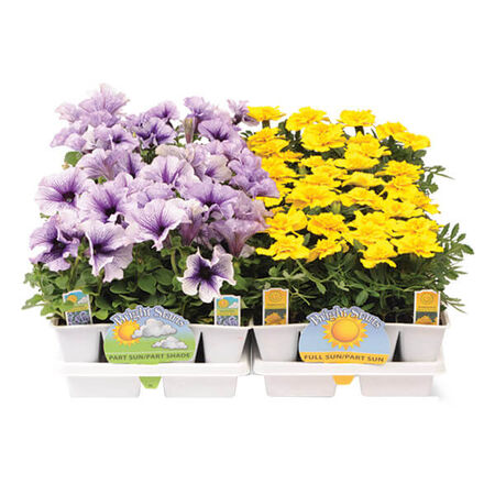 Bert Hybels Jumbo 6 Pack Assorted Flowers