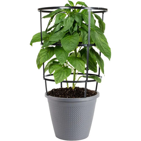 Bonnie Plants Pepper-Jalapeno Hot, 11"