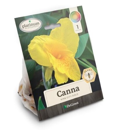 Plant DeGroot Canna Bulb King City Gold 1pk
