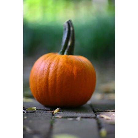 Frey Farms Sarah's Home Grown Orange Pumpkin