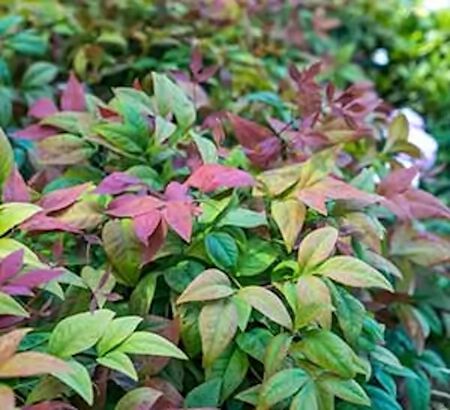 Plant Nandina Blush Pink 3DP