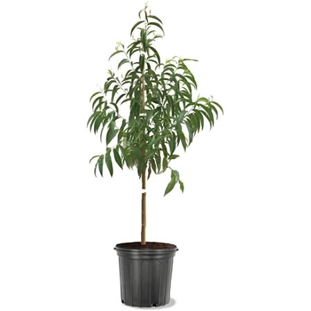 3 Gal. Tree Peach