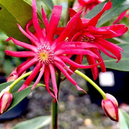 Plant Red Anise - 3 Gallon Pot