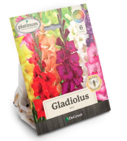 Plant DeGroot Gladiolus Bulb Mixed 6pk Perennials