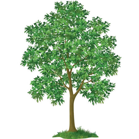 Tree Olive Asst 5 G