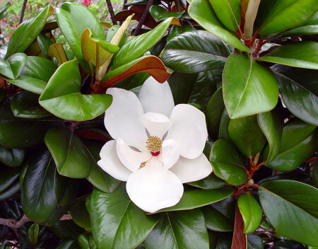 2 Gal. Magnolia Tree Assorted Varieties