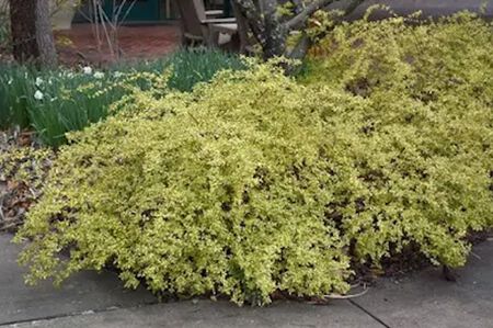 Plant Abelia 3G Twist Of Lime