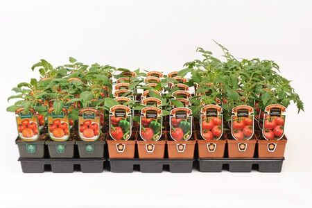 Assorted 4″ Chef Jeff's Vegetables