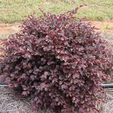 Plant Loropetalum Burg 3g