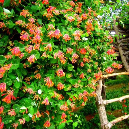 Coral Honeysuckle Live Plant 3G