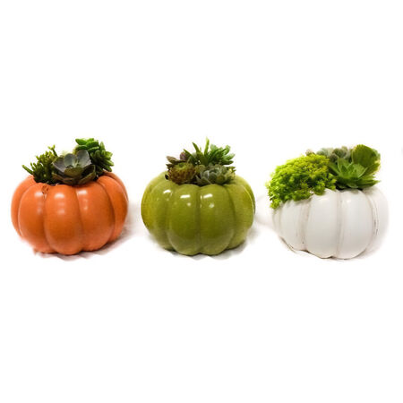 Pope`s plant farm 5.5 in. Heirloom Pumpkin Planter w/succulents