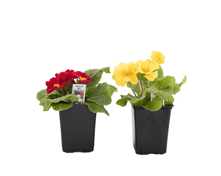 4" Primrose Plant