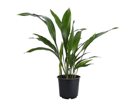 1 Gallon Cast Iron Plant