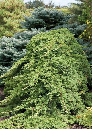 Green Leaf Greenmound Procumbens Juniper, 1 lb.