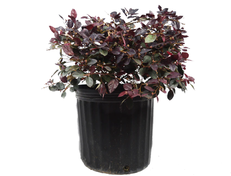 3 gallon Loropetalum Assorted Plant