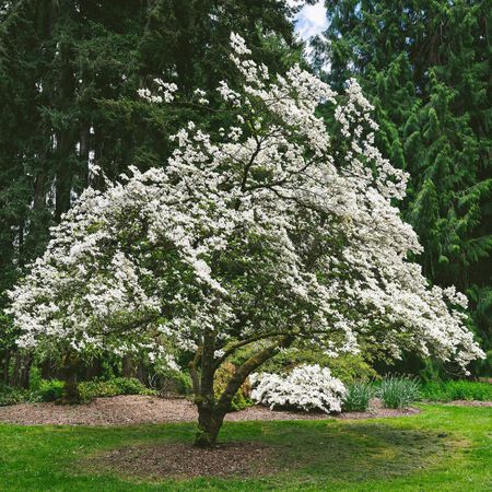 Flowering Dogwood Tree (Cornus florida) 3G