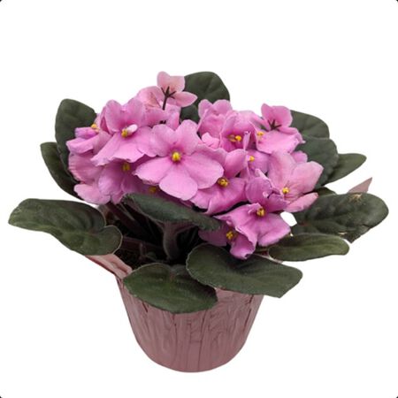 Plan HB Violet 6 in.