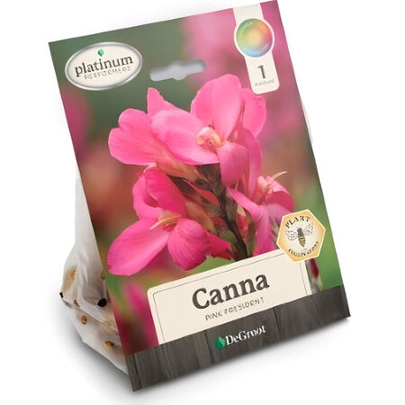 Plant DeGroot Canna Bulb Pink President 1pk