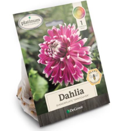 Plant DeGroot Dahlia Vancouver 1pk