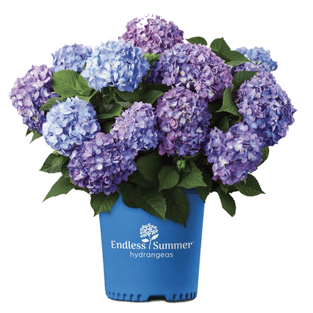 Endless Summer Hydrangea 2 Gallon