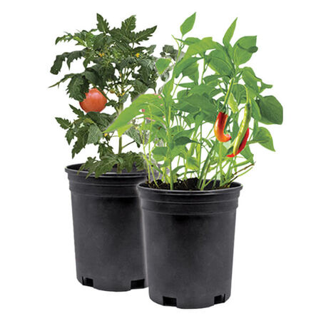 Vegetable 1 Gallon Asst