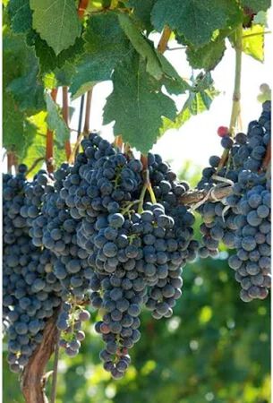 3 Gal. Plant Vine Grape assorted