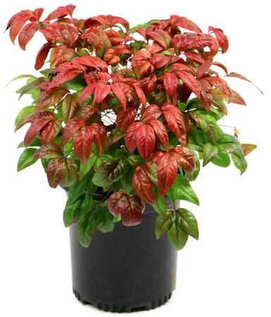Shrub Nandina Firepower Dwf #1