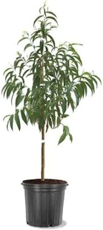 3 Gal. Tree Peach