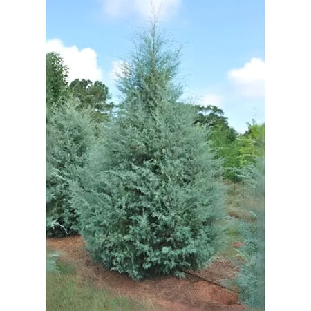 Tree Arizona Cypress Carolina