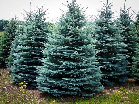 6 ft. to 8 ft. Blue Spruce Live Christmas Tree