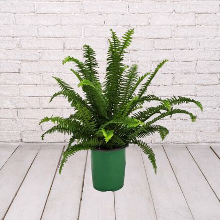 6in KIMBERLY QUEEN FERN