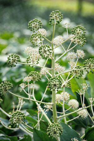 Shrub Fatsia Japn Aralia #3