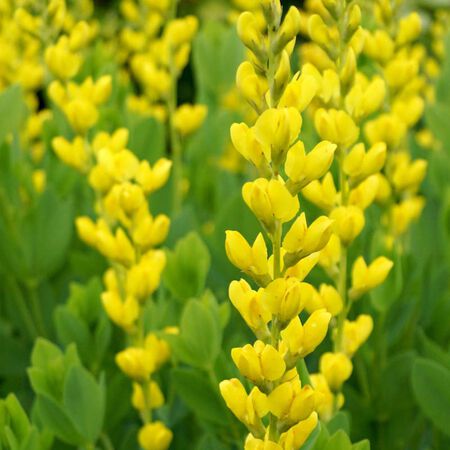 Yellow Wild Indigo Plant - Premium Baptisia sphaerocarpa 1G 