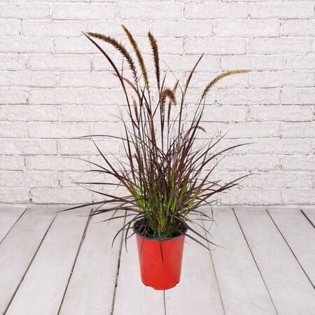 10inGrass  RED FOUNTAIN GRASS