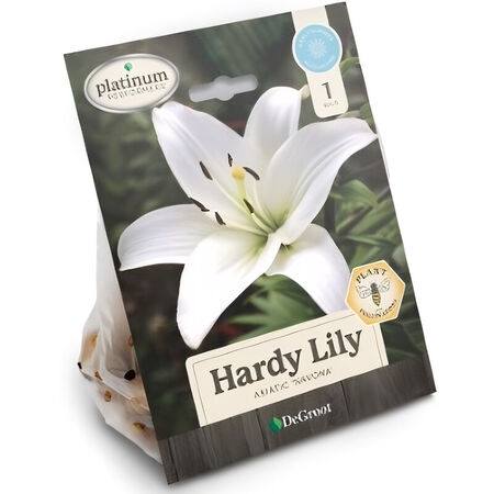 Plant DeGroot Lily Bulb Asiatic Navona Mixed 1pk