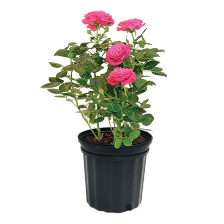 Rose Bush Assorted 2gal