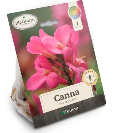 Plant DeGroot Canna Bulb Pink President 1pk