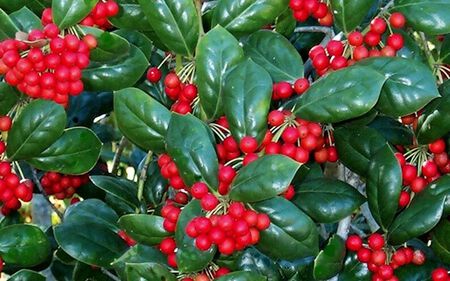 Shrub Holly Dwf Buford #3
