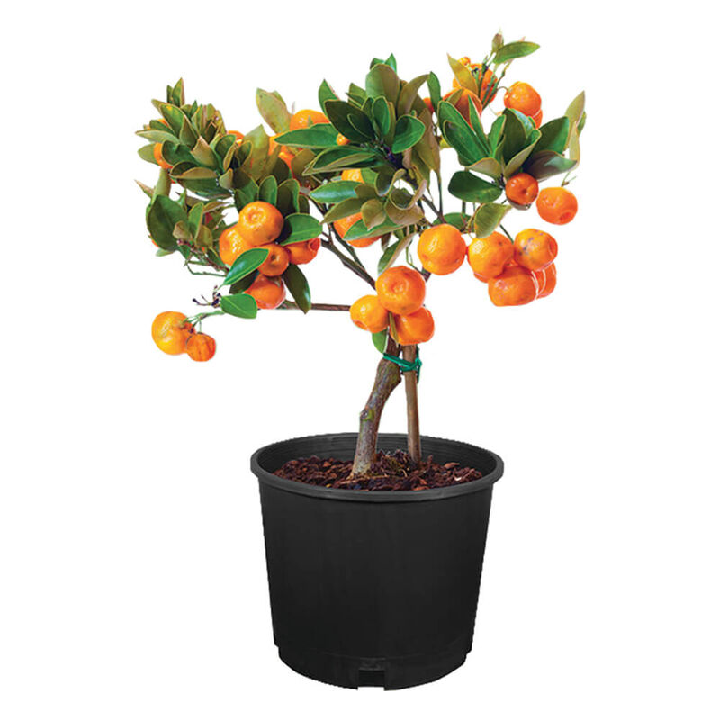 Tree Citrus 5 G Assort Stine Home + Yard The Family You Can Build