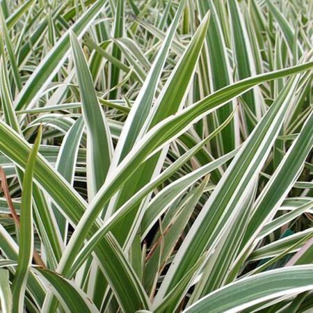 Flax Lily Variegated