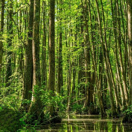 Swamp Tupelo Tree (Nyssa biflora) 3G
