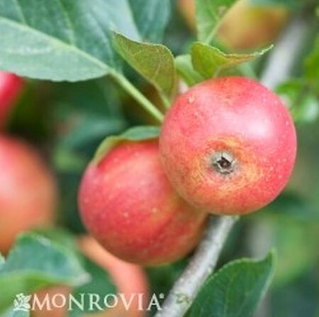 3 Gal. Tree Apple assorted