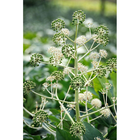 Shrub Fatsia Japn Aralia #3