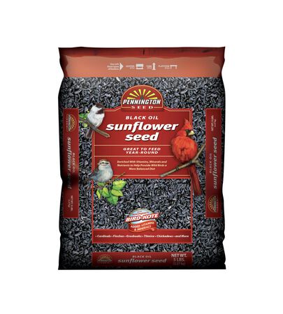 Pennington Black Oil Sunflower Seed 5 lb.