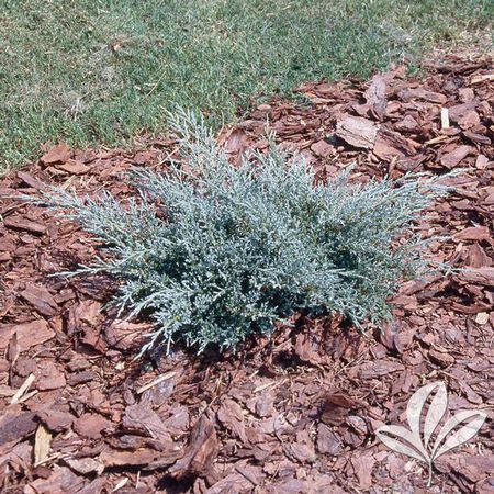 Plant Juniper Blue Spiral  5ga