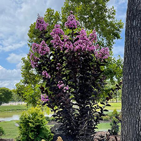 Crapemyrtle Premium Assrt 3G